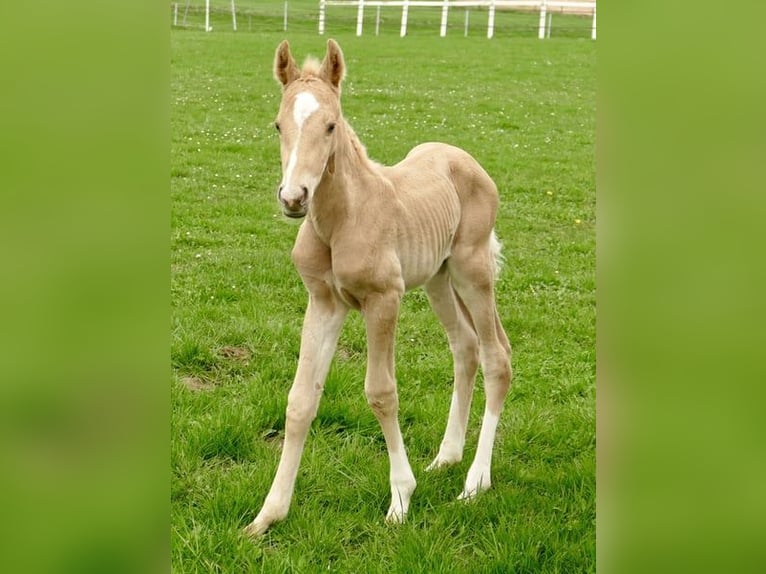 Altri cavalli a sangue caldo Stallone Puledri (03/2024) 167 cm Palomino in Borgentreich