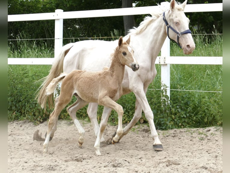 Altri cavalli a sangue caldo Stallone Puledri (03/2024) 167 cm Palomino in Borgentreich