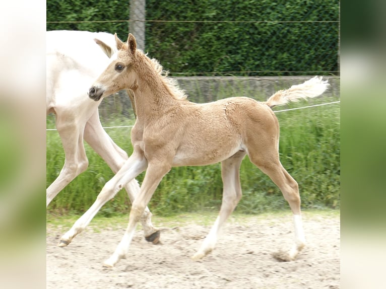 Altri cavalli a sangue caldo Stallone Puledri (03/2024) 167 cm Palomino in Borgentreich