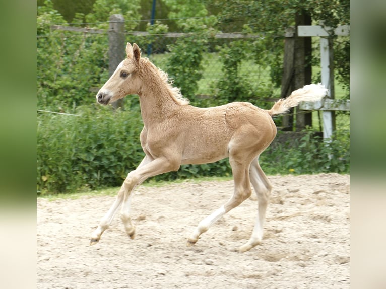 Altri cavalli a sangue caldo Stallone Puledri (03/2024) 167 cm Palomino in Borgentreich