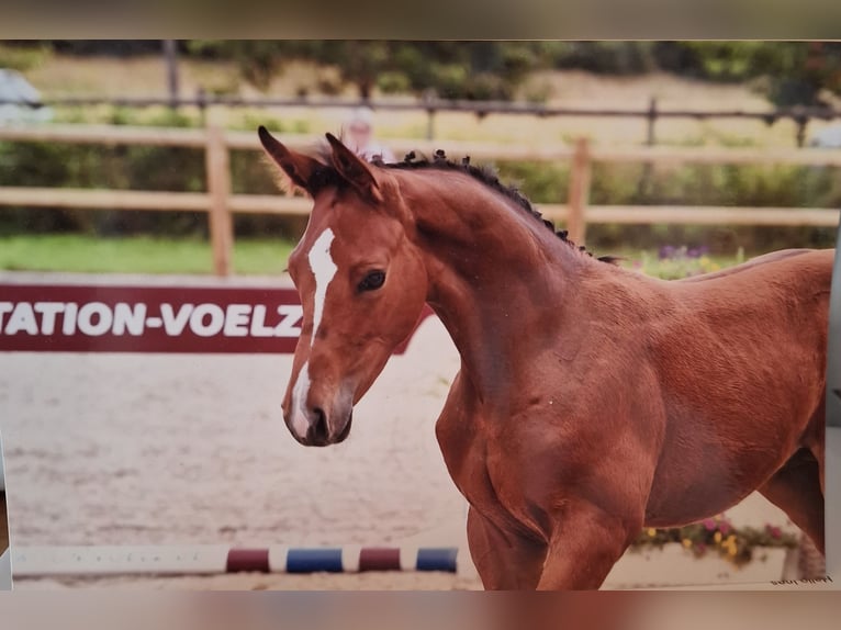 Altri cavalli a sangue caldo Stallone Puledri (04/2024) 170 cm Baio in Salzwedel