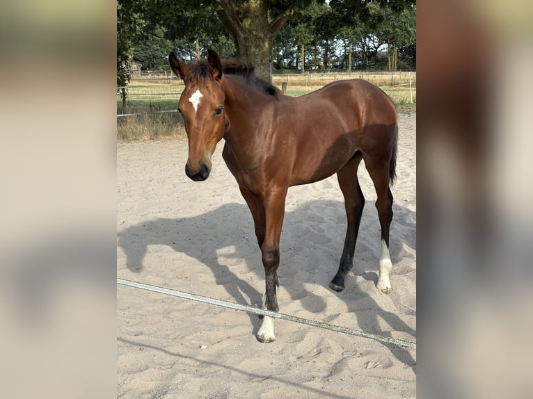 Altri cavalli a sangue caldo Stallone Puledri (04/2026) Baio in Horst