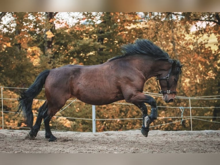 Altri cavalli a sangue freddo Mix Castrone 10 Anni 150 cm Baio in Immenstadt im Allgäu
