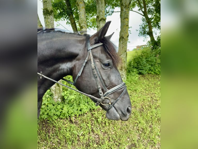 Altri cavalli a sangue freddo Castrone 10 Anni 160 cm Morello in Pelmberg