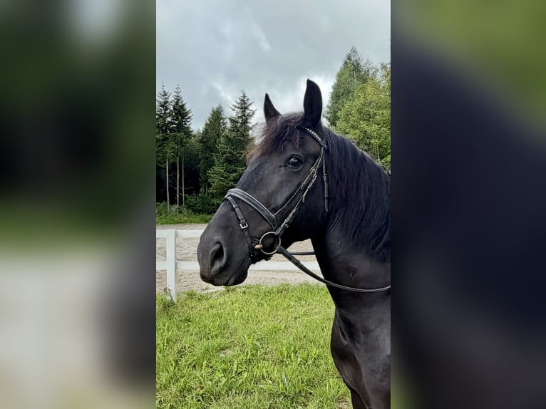 Altri cavalli a sangue freddo Castrone 10 Anni 160 cm Morello in Pelmberg