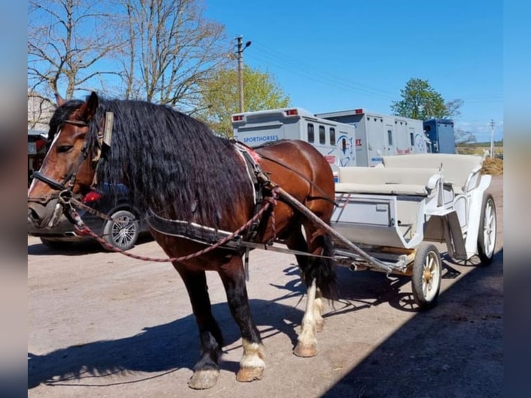 Altri cavalli a sangue freddo Castrone 10 Anni 169 cm Baio in Harsewinkel