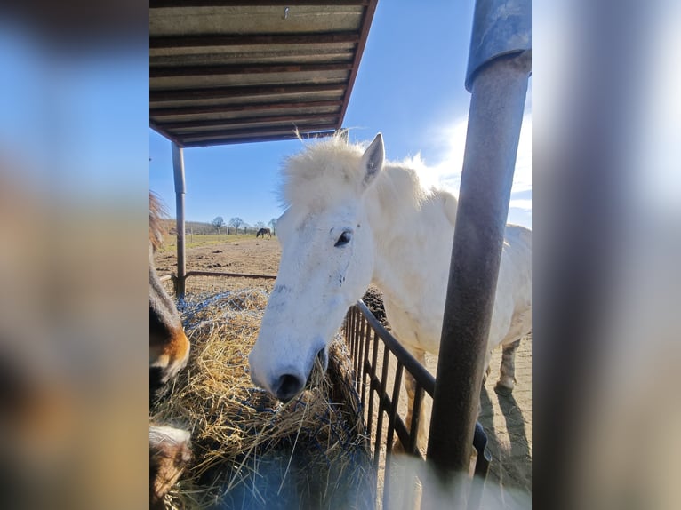 Altri cavalli a sangue freddo Castrone 11 Anni 154 cm Grigio in Kasseedorf