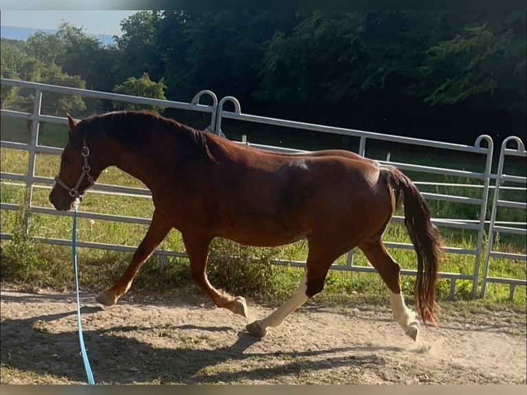 Altri cavalli a sangue freddo Mix Castrone 11 Anni 154 cm Sauro ciliegia in Galenberg