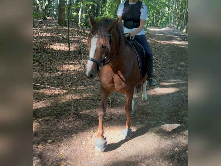 Altri cavalli a sangue freddo Mix Castrone 11 Anni 154 cm Sauro ciliegia in Galenberg