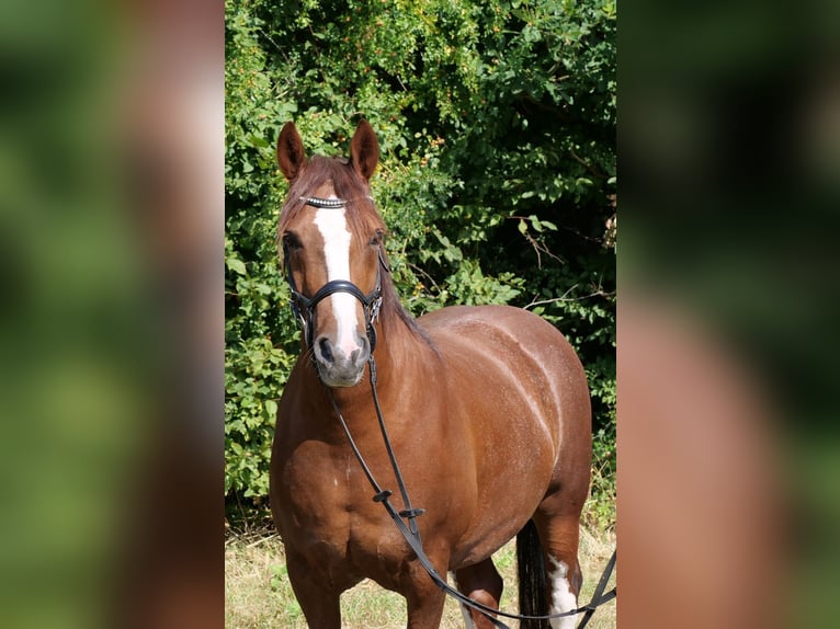Altri cavalli a sangue freddo Mix Castrone 11 Anni 154 cm Sauro ciliegia in Galenberg