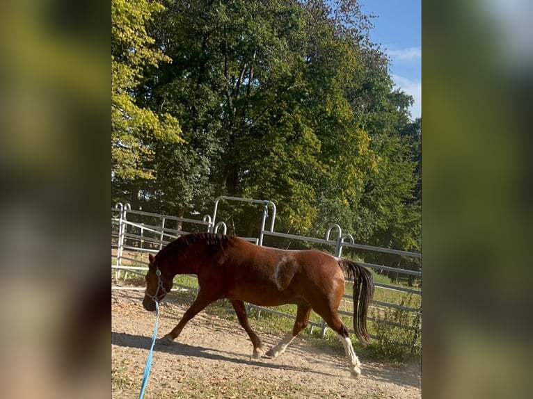 Altri cavalli a sangue freddo Mix Castrone 11 Anni 154 cm Sauro ciliegia in Galenberg