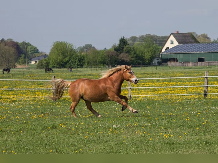 Altri cavalli a sangue freddo Mix Castrone 11 Anni 163 cm Sauro in Liebenwalde