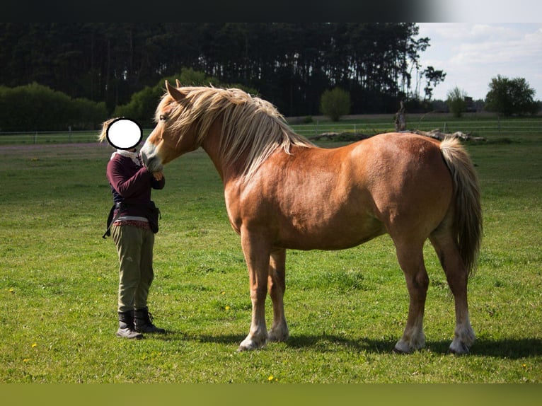 Altri cavalli a sangue freddo Mix Castrone 11 Anni 163 cm Sauro in Liebenwalde