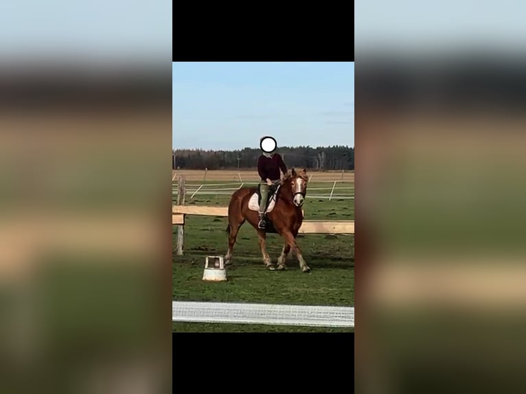 Altri cavalli a sangue freddo Mix Castrone 11 Anni 163 cm Sauro in Liebenwalde