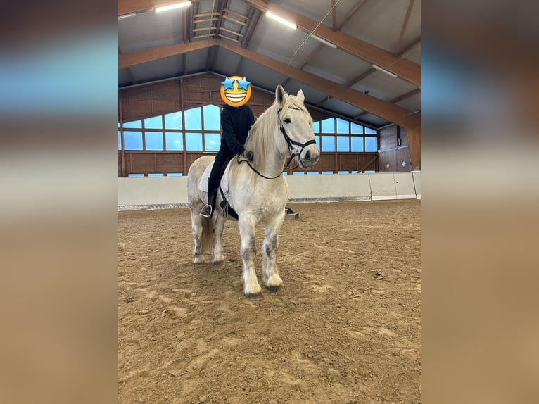 Altri cavalli a sangue freddo Castrone 11 Anni 166 cm Grigio in Buchholz in der Nordheide