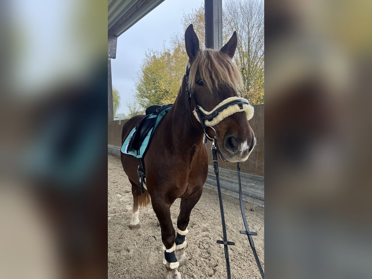 Altri cavalli a sangue freddo Castrone 12 Anni 155 cm Baio in Hanau