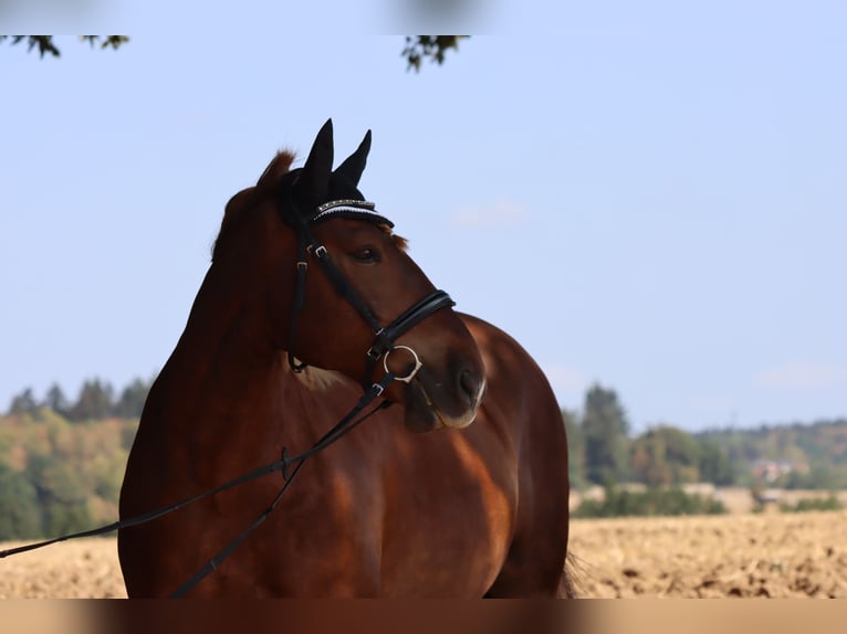 Altri cavalli a sangue freddo Castrone 12 Anni 155 cm Baio in Hanau