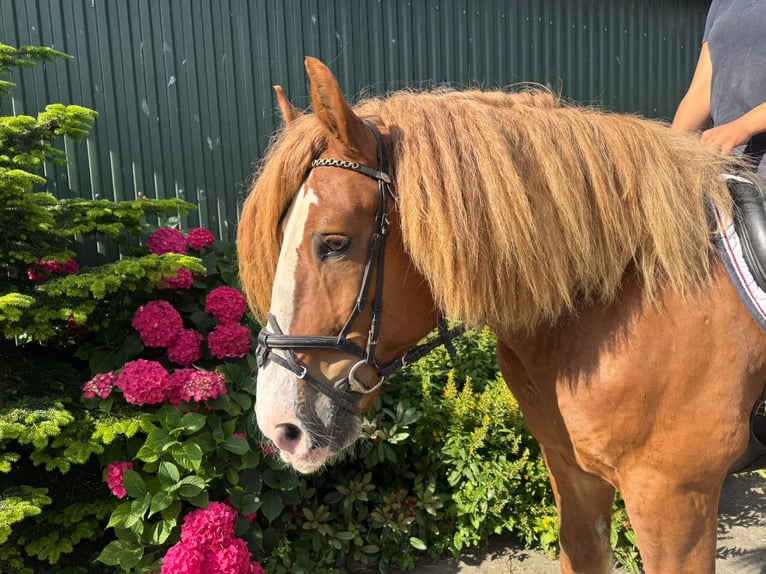 Altri cavalli a sangue freddo Castrone 12 Anni 160 cm Sauro in Süderlügum