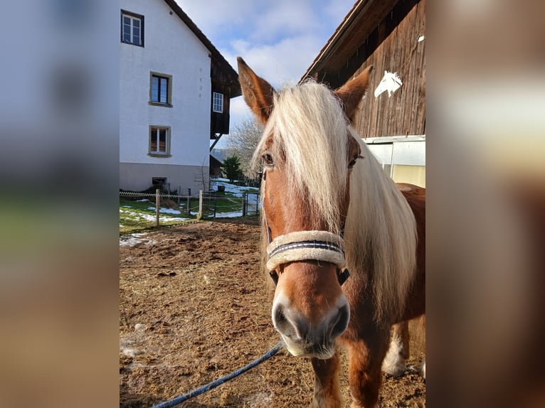 Altri cavalli a sangue freddo Castrone 12 Anni 160 cm Sauro in Schmiedrued