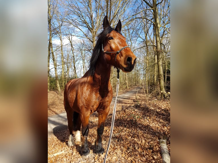 Altri cavalli a sangue freddo Castrone 12 Anni 164 cm Baio in Emsdetten