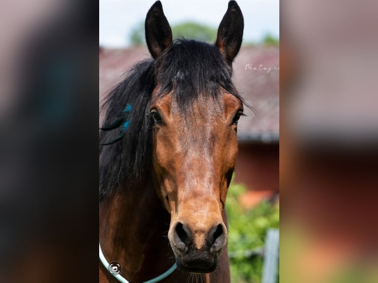 Altri cavalli a sangue freddo Castrone 12 Anni 164 cm Baio in Emsdetten