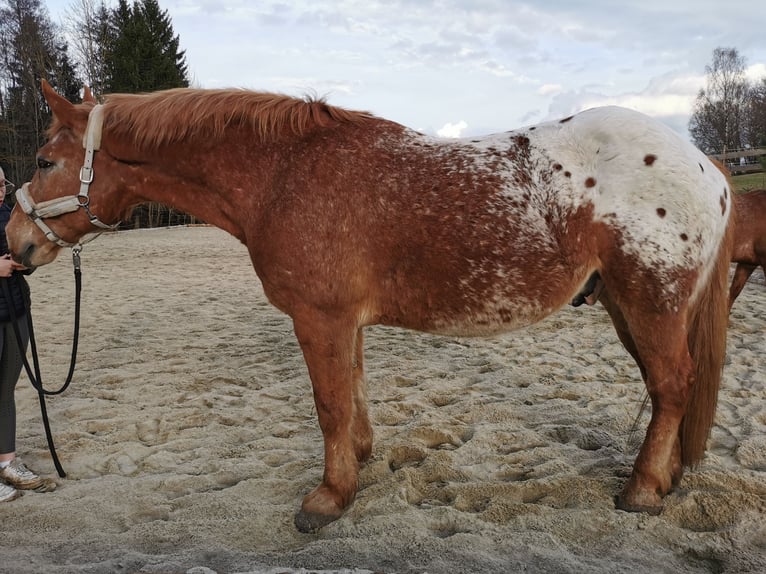 Altri cavalli a sangue freddo Mix Castrone 12 Anni 175 cm Sauro in Freistadt