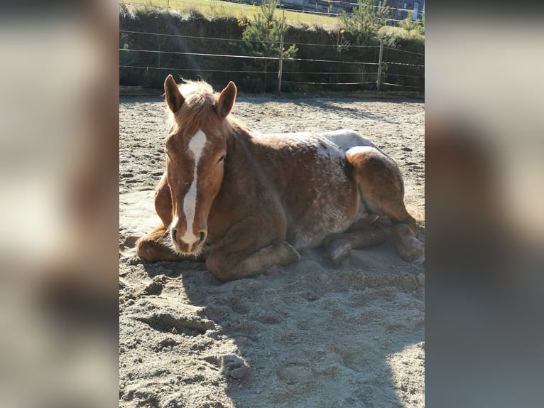 Altri cavalli a sangue freddo Mix Castrone 12 Anni 175 cm Sauro in Freistadt