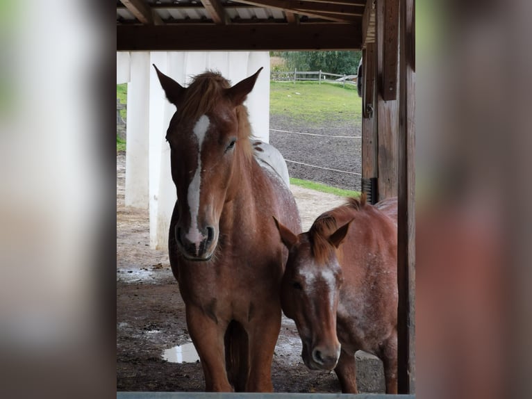 Altri cavalli a sangue freddo Mix Castrone 12 Anni 175 cm Sauro in Freistadt