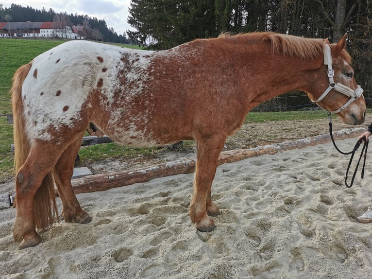 Altri cavalli a sangue freddo Mix Castrone 12 Anni 175 cm Sauro in Freistadt