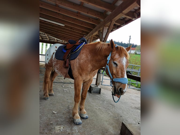 Altri cavalli a sangue freddo Mix Castrone 12 Anni 175 cm Sauro in Freistadt