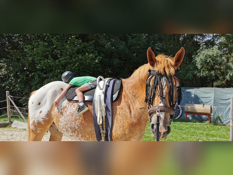 Altri cavalli a sangue freddo Mix Castrone 12 Anni 175 cm Sauro in Freistadt