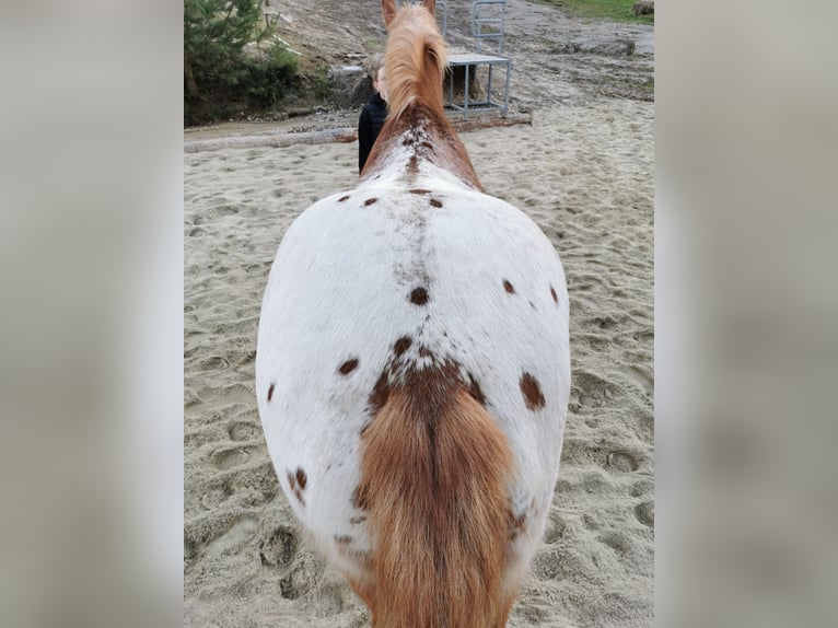 Altri cavalli a sangue freddo Mix Castrone 12 Anni 175 cm Sauro in Freistadt