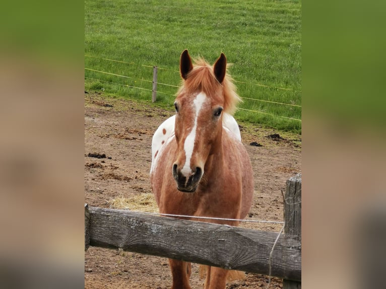 Altri cavalli a sangue freddo Mix Castrone 12 Anni 175 cm Sauro in Freistadt