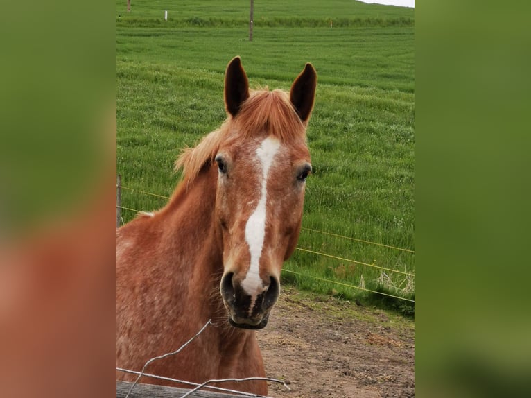 Altri cavalli a sangue freddo Mix Castrone 12 Anni 175 cm Sauro in Freistadt