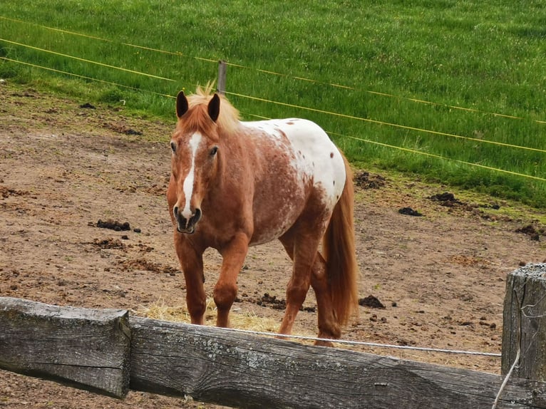 Altri cavalli a sangue freddo Mix Castrone 12 Anni 175 cm Sauro in Freistadt