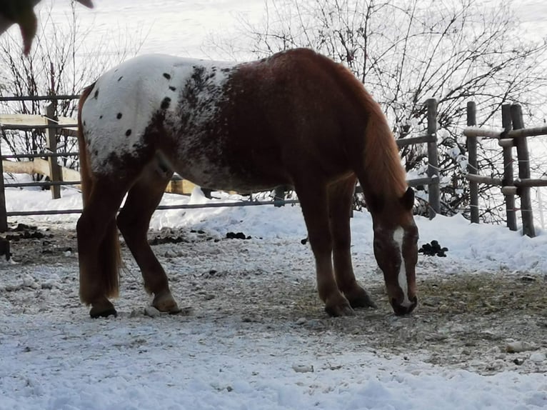 Altri cavalli a sangue freddo Mix Castrone 12 Anni 175 cm Sauro in Freistadt