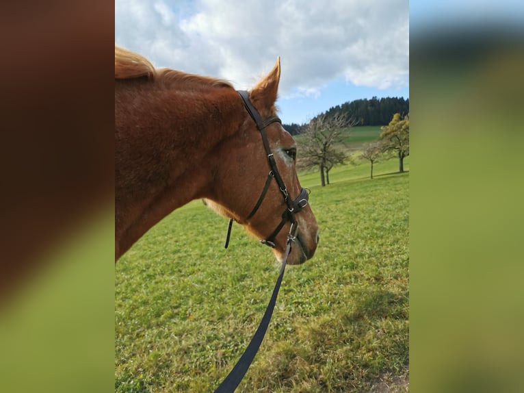 Altri cavalli a sangue freddo Mix Castrone 12 Anni 175 cm Sauro in Freistadt