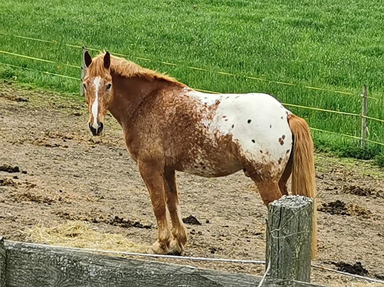 Altri cavalli a sangue freddo Mix Castrone 12 Anni 175 cm Sauro in Freistadt