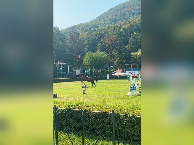 Altri cavalli a sangue freddo Castrone 12 Anni 177 cm Baio in Piatra neamt