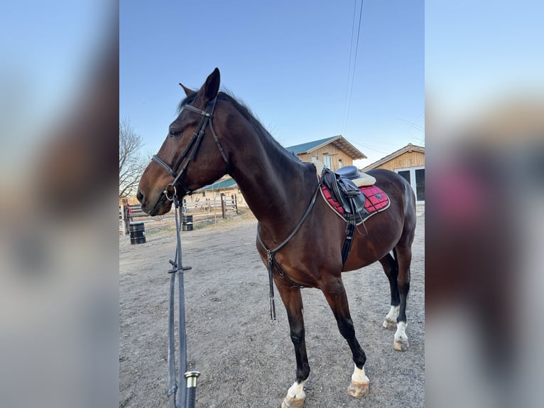 Altri cavalli a sangue freddo Castrone 12 Anni 177 cm Baio in Piatra neamt