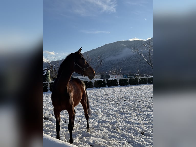 Altri cavalli a sangue freddo Castrone 12 Anni 177 cm Baio in Piatra neamt