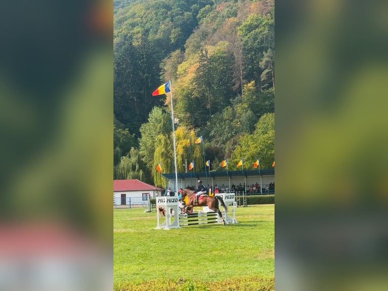 Altri cavalli a sangue freddo Castrone 12 Anni 177 cm Baio in Piatra neamt