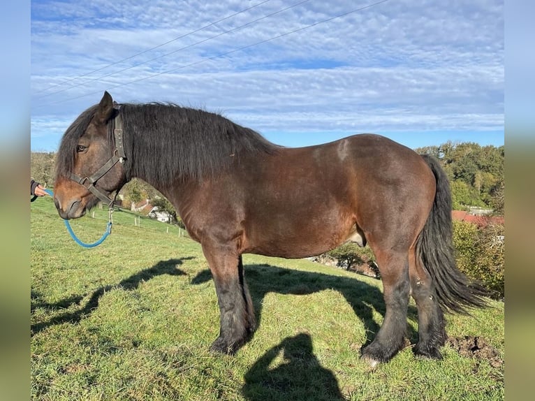 Altri cavalli a sangue freddo Castrone 13 Anni 160 cm Baio scuro in Steinsoultz