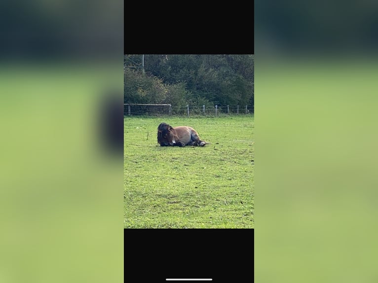 Altri cavalli a sangue freddo Castrone 13 Anni 161 cm Baio in Plattling