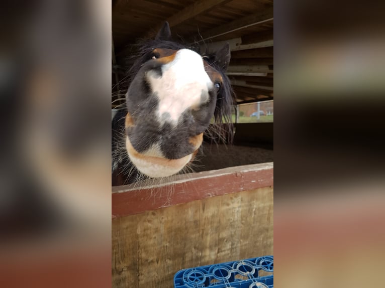 Altri cavalli a sangue freddo Mix Castrone 13 Anni 169 cm Pezzato in Ranstadt