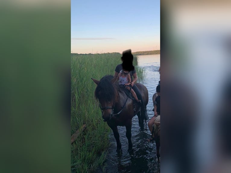 Altri cavalli a sangue freddo Castrone 15 Anni 160 cm Baio in L&#xFC;bbenau