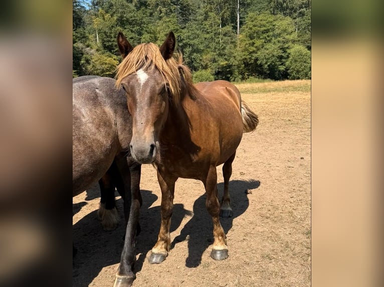 Altri cavalli a sangue freddo Mix Castrone 2 Anni 155 cm  in Daleiden