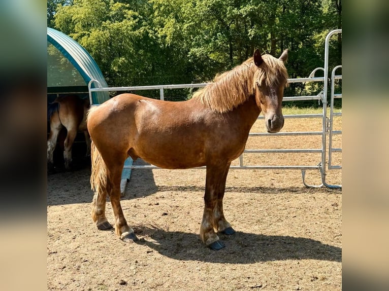 Altri cavalli a sangue freddo Mix Castrone 2 Anni 155 cm  in Daleiden