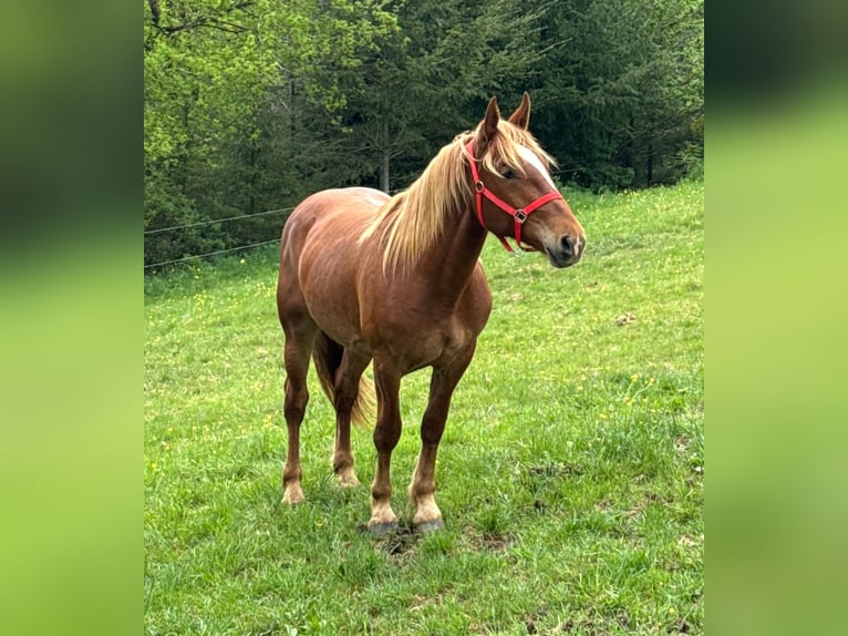 Altri cavalli a sangue freddo Castrone 2 Anni 156 cm Sauro in Daleiden