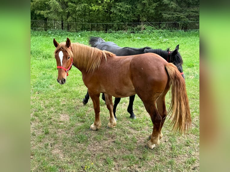 Altri cavalli a sangue freddo Castrone 2 Anni 156 cm Sauro in Daleiden